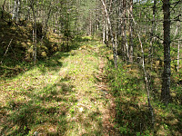 oppover skogsveien