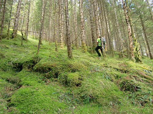 opp gjennom granskog etter elvegjelet 