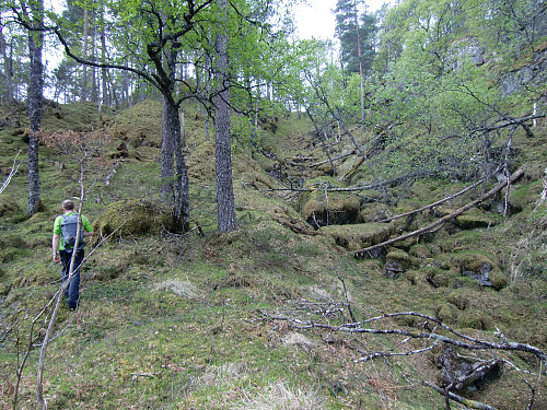fint turterreng etter å ha passert granskogen