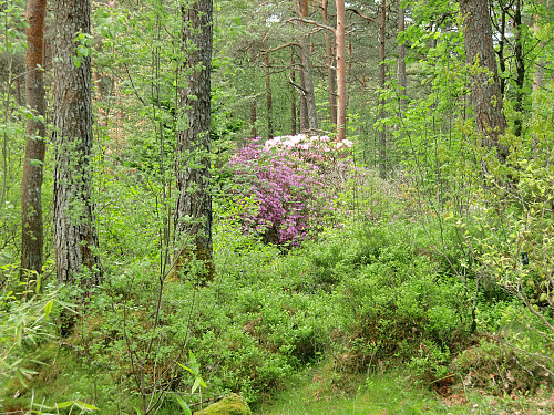 Arboretet