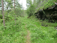 skogsveien som begynner å gro igjen