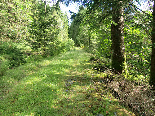 skogsveien oppover, her fra et av de beste partiene