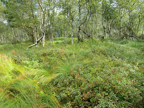 Stemmedalshaugane