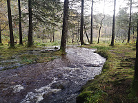 elvens nedre del