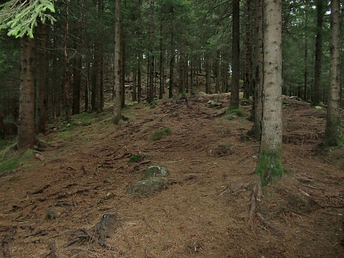 opp gjennom skogen til Kolhushaugen