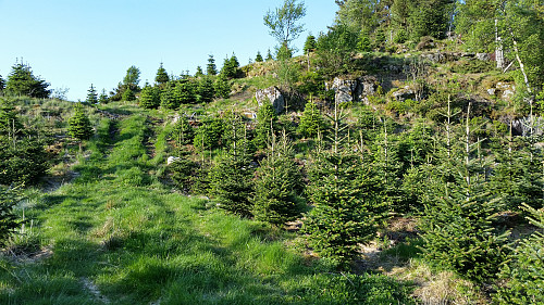 På vei gjennom juletre skogen til søylen