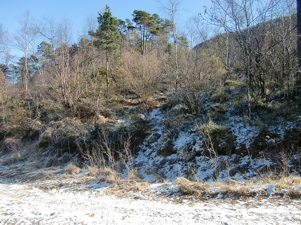 fra skogsveien opp ryggen til (nord for Ulvvatnet)