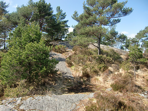 Vardane
