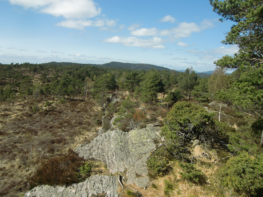 stort skogsområde nordover fra Vardane retning Ørnanipo