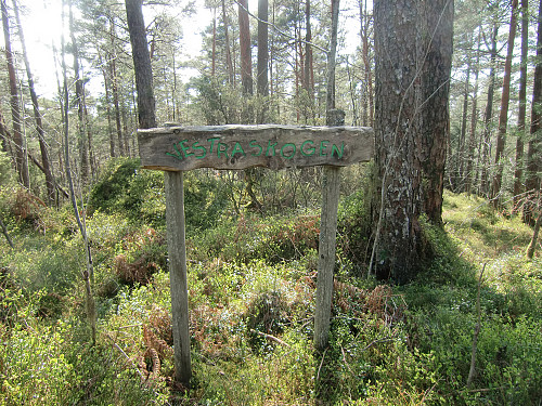 gjennom Vestraskogen
