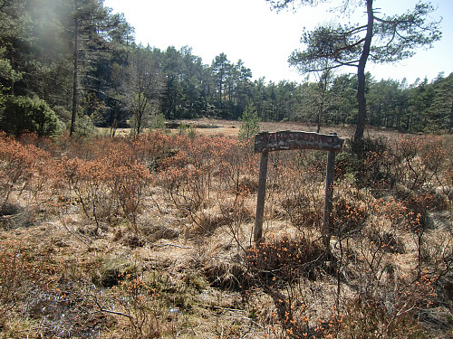 Guljøyden og Svartjønno