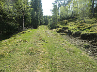 fint oppover skogsveien