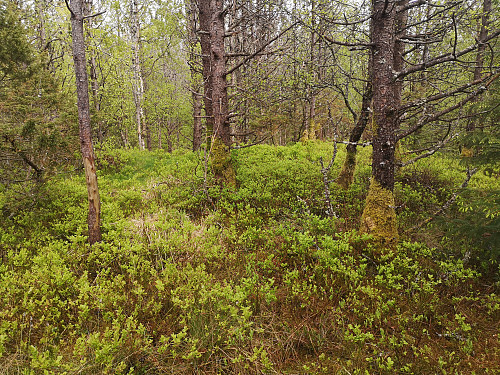 toppen på Ystafjellet