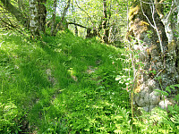 frodig gammel skog