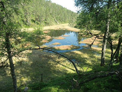 Stemmetjørna
