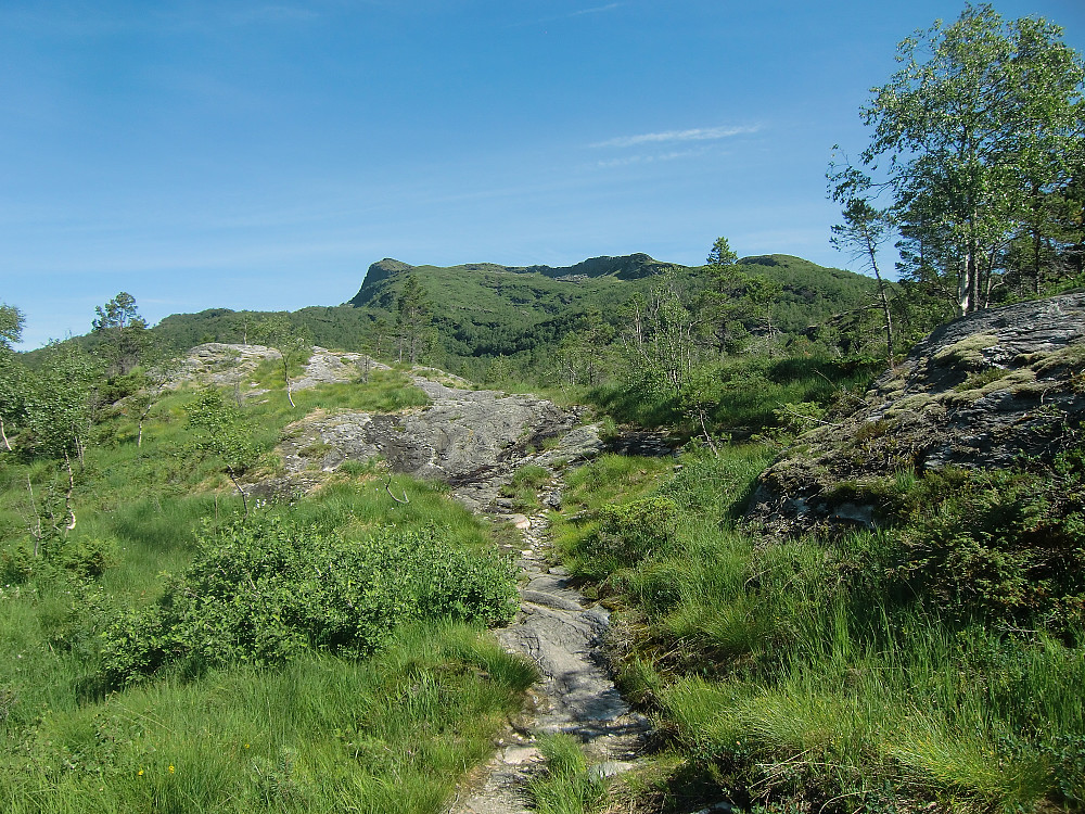 ovenfor skogen
