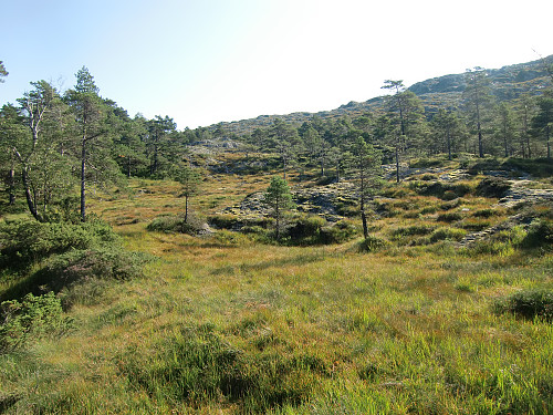 ved skoggrensen sett mot ryggen