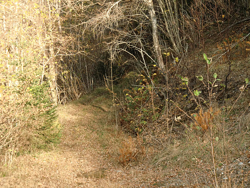 frodig dalside