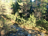 tett skog rett bak gården