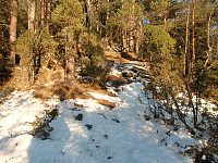siste del gjennom furuskog