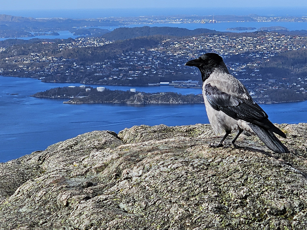 flere som nøt utsikt fra Sandvikspilen