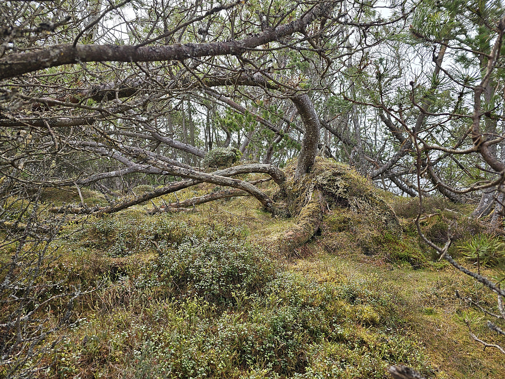 toppen på Storekalvsøyna