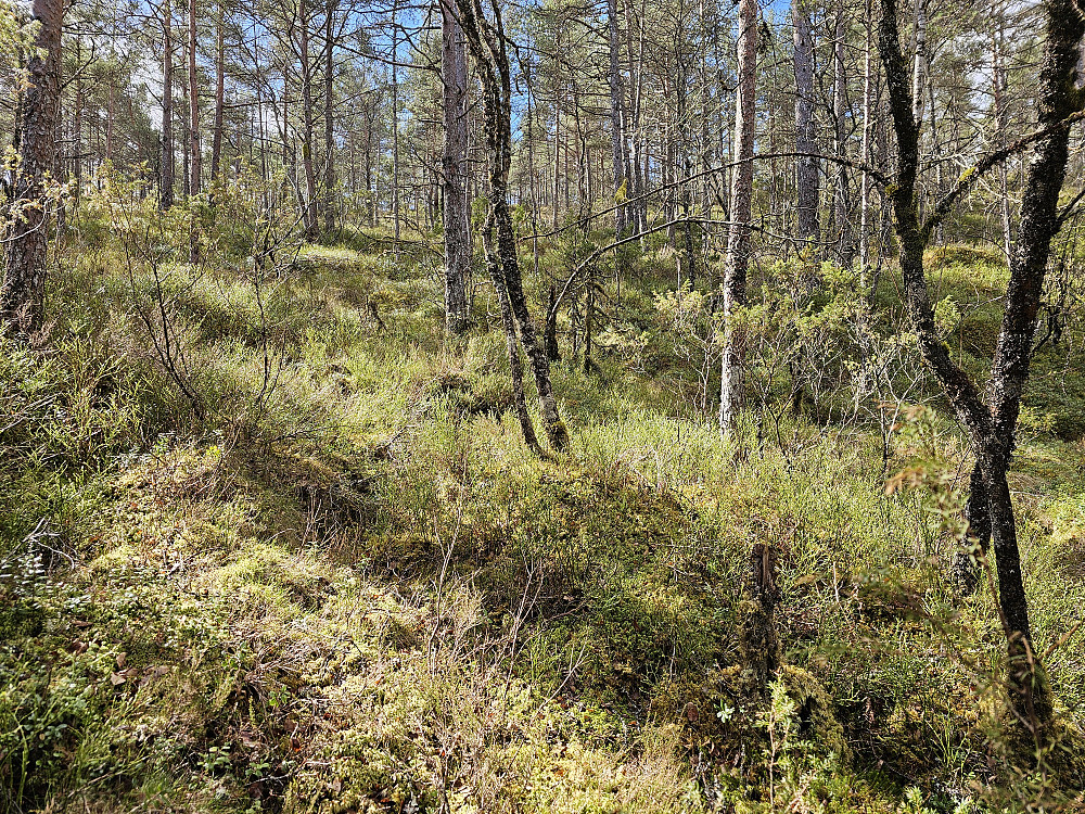 opp gjennom skogen til toppen