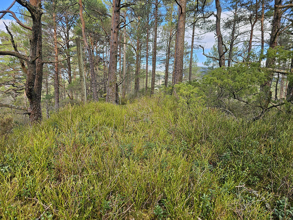 Toppen på Åsen