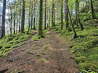 opp gjennom granskog