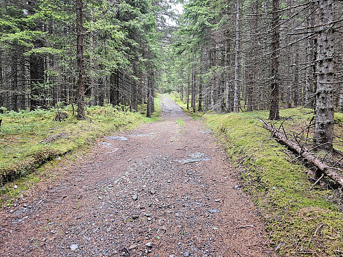 nesten hele turen gikk på skogsvei. 