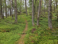fin sti gjennom grov furuskog