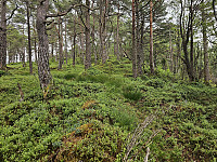 på ryggen mot toppen av Jonåsen