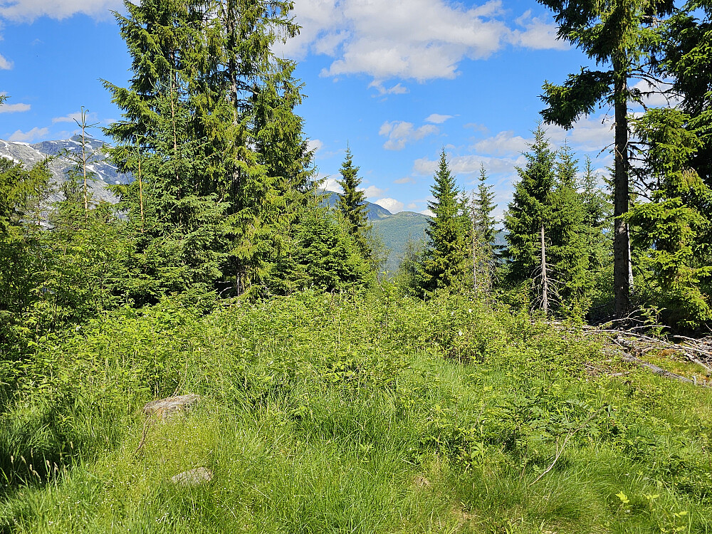 toppen på Andershovden, en åpning i skogen
