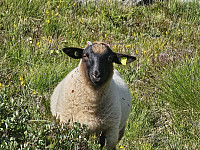 er dette sauerasen Suffolk?