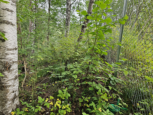 Nordvest for Vestre Gravhøgda 