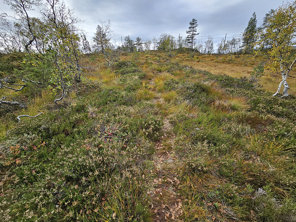 Lyng og myrsti bortover ryggen