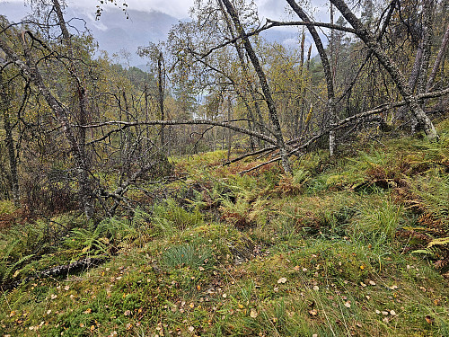 ned Høydalen