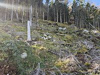 gjennom hogstfelt