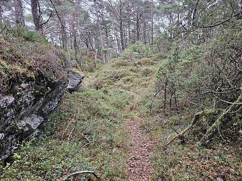 sti oppover lien gjennom skogen