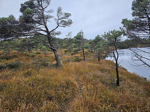 fra parti nede ved myr og småvann