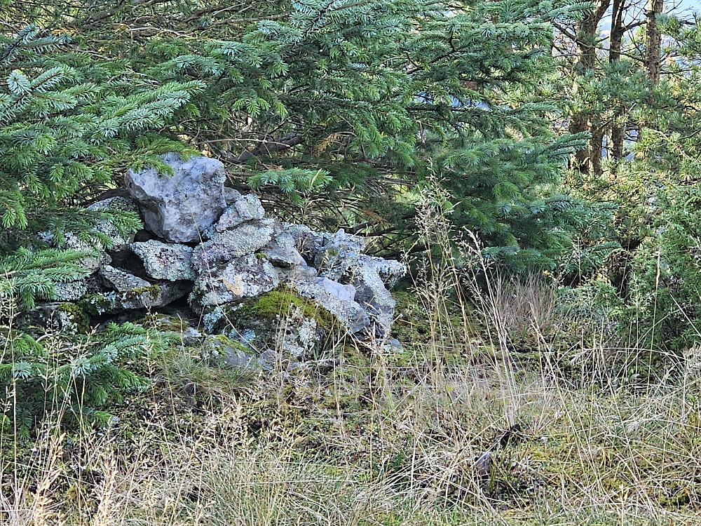 En liten varde på toppen delvis skult under et grantre. 