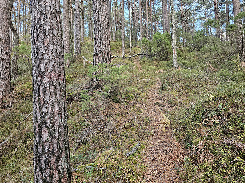 fin skogssti til toppen