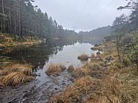 krysset på nordsiden av Steinsvatnet, videre gjennom en granskog
