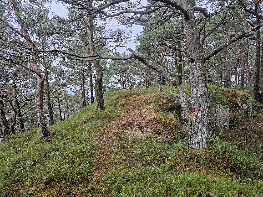 Selsåsen 168 (Selsåsåsen)
