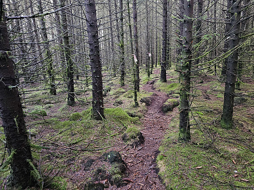gjennom skogen fra torvhytten til Storenipa