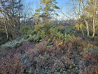 Dansehaugen