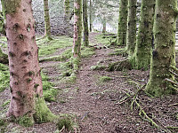 retur gjennom granskog