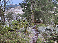 retur gjennom granskog
