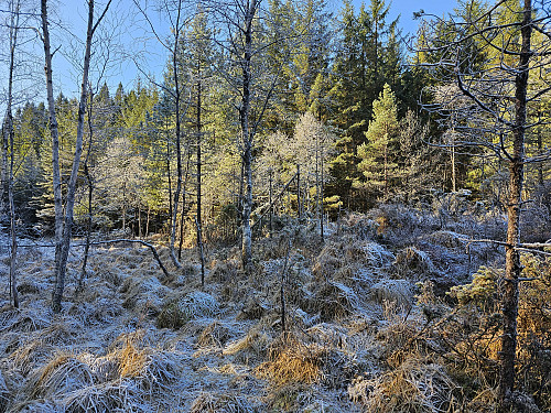 ved Skoraskaret