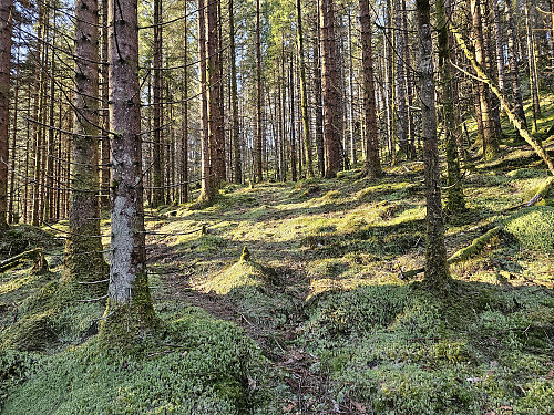 opp lien gjennom granskog til Skora